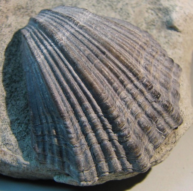 Neithea quinquecostata