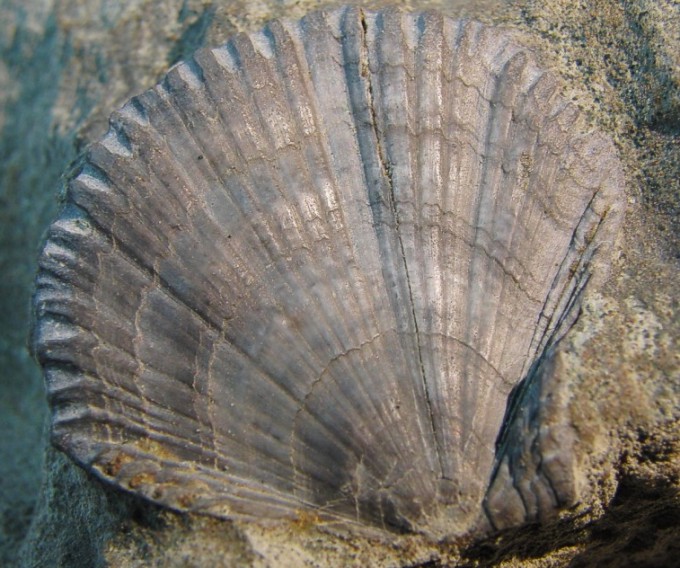 Neithea quinquecastata