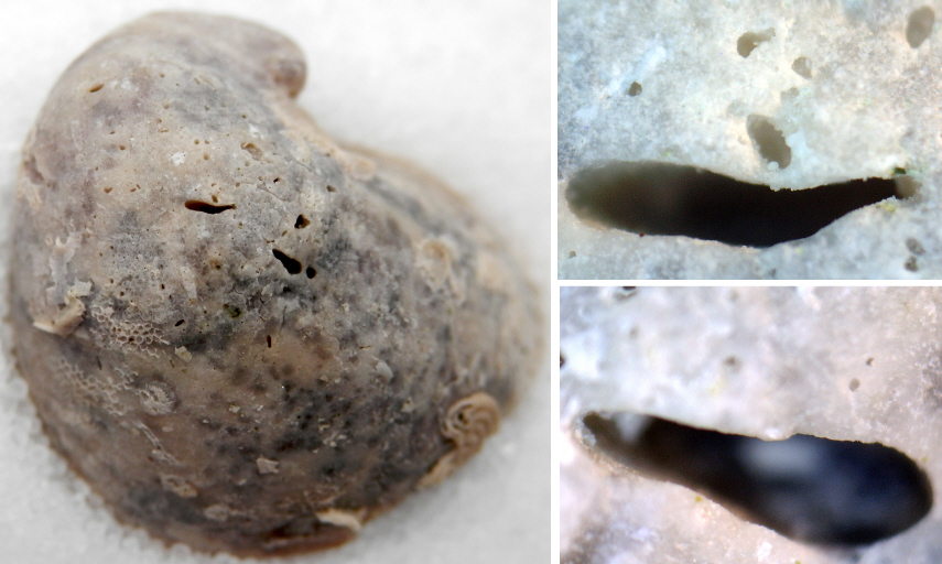 Rogerella elliptica (CODEZ in CODEZ & de SAINT-SEINE, 1958)