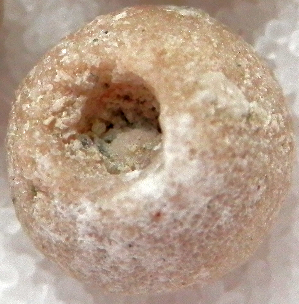 Trypanites mobilis NEUMANN, WISSHAK & BROMLEY, 2008