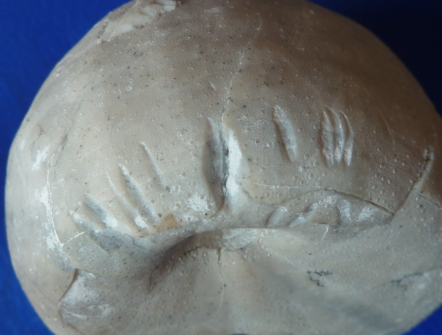 Echinocorys jaekeli