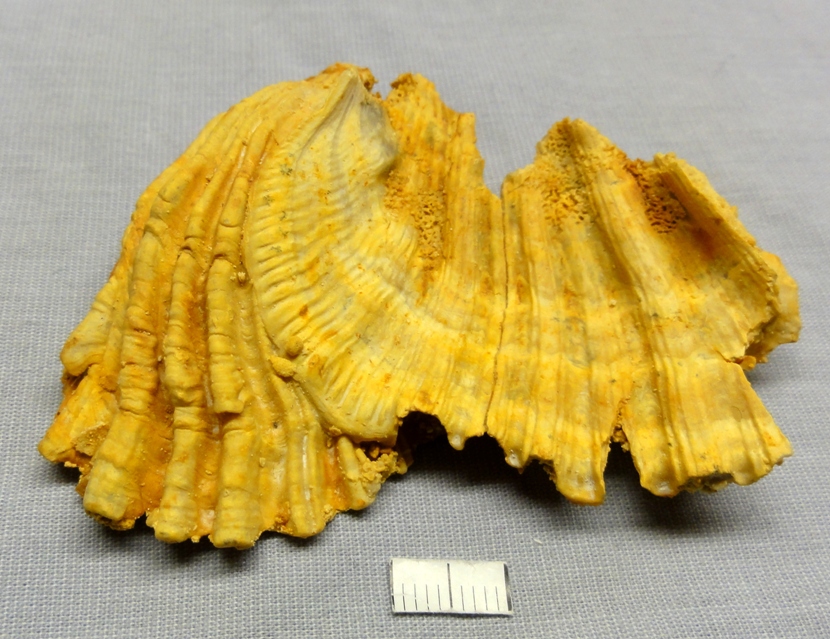 Steinkern.de Die Galerie Kategorie Muscheln