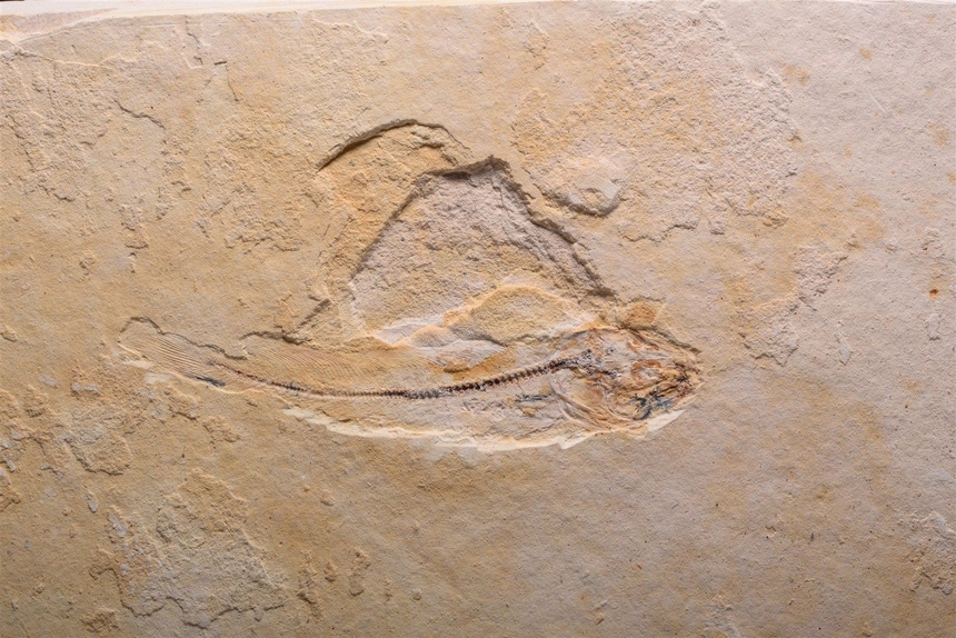 Agoultichthys chattertoni Murray & Wilson, 2008