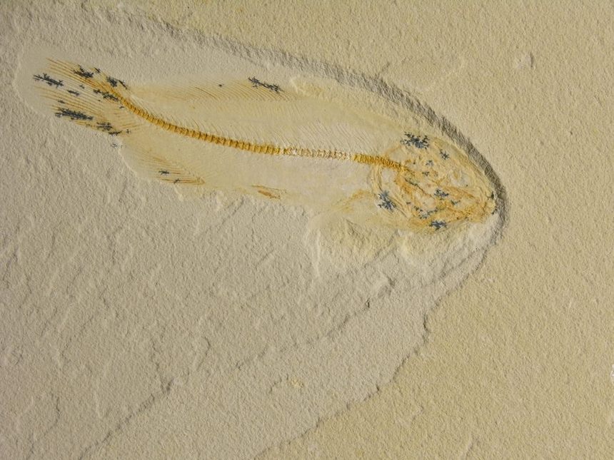 Amioidea Typ B Murray & Wilson, 2013