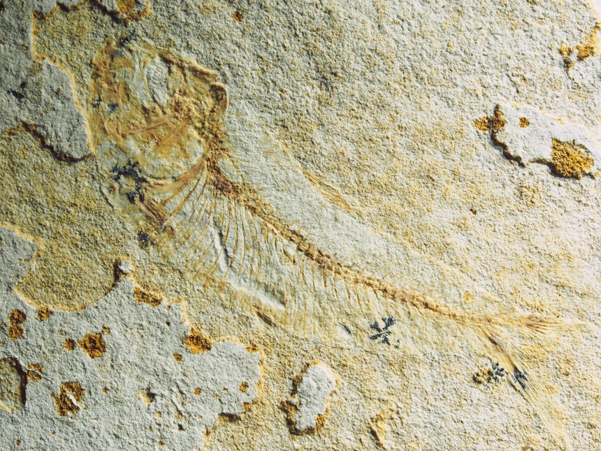 Armigatus oligodentatus Vernygora & Murray, 2015