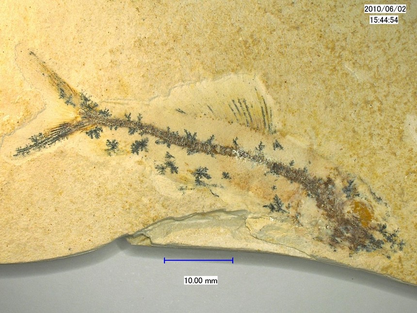 Aulopiformes? non det.