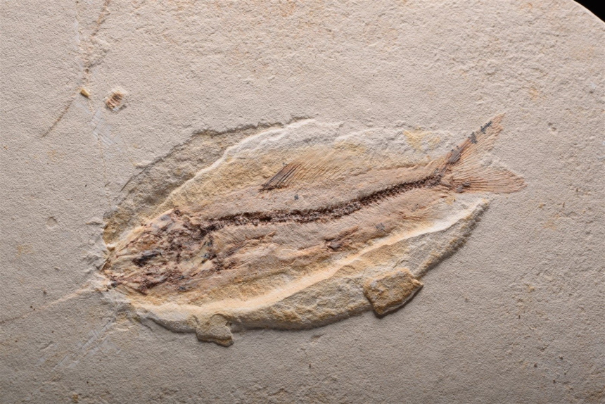 Aulopiformes? non det.