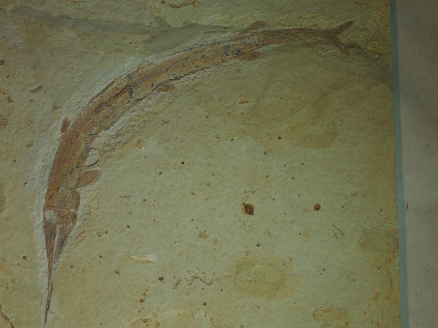 Belonostomus cf. crassirostris