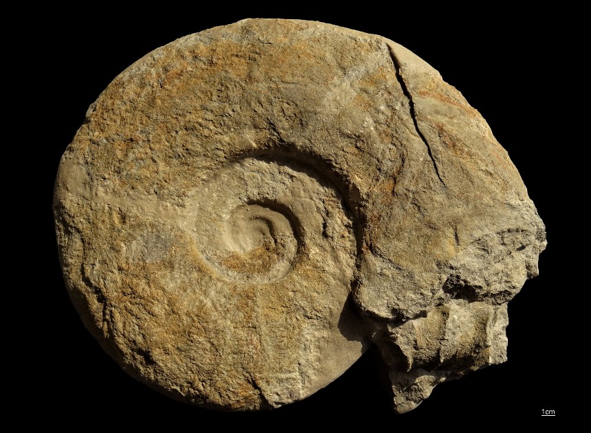 Parapuzosia (Austiniceras) austeni