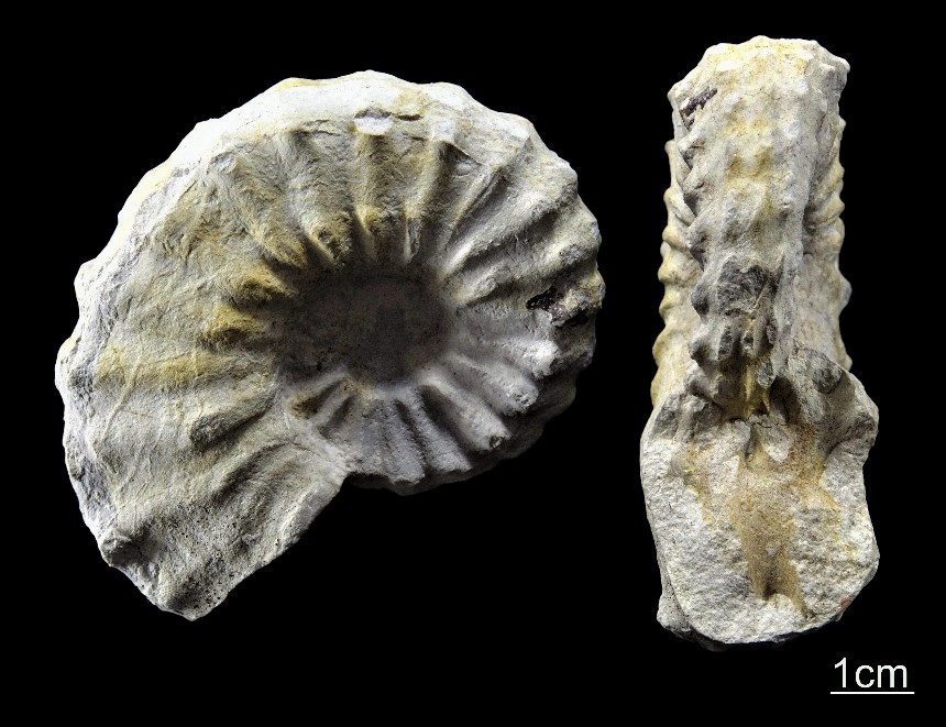 Acanthoceras rhotomagense (Brongniart 1822)