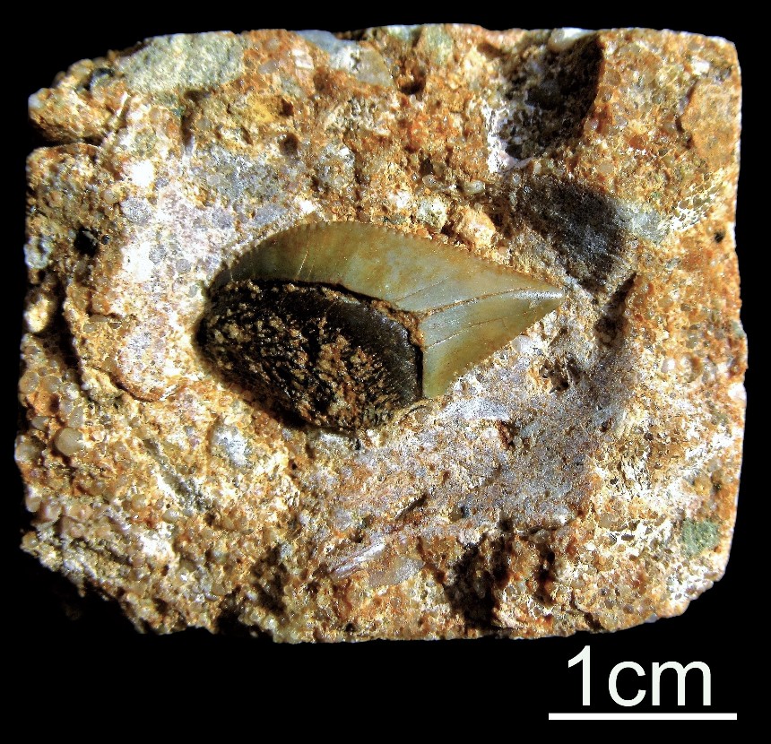 cf. Squalicorax kaupi