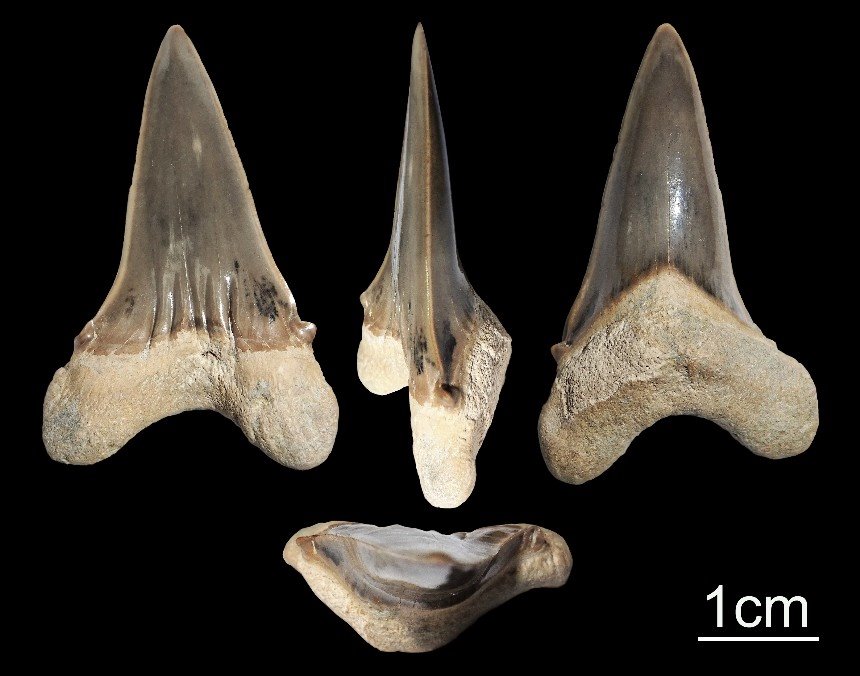 Haizahn Cretoxyrhina mantelli (Agassiz 1843)