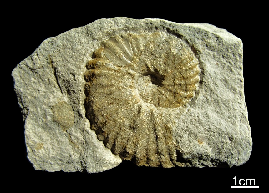 Mantelliceras sp.