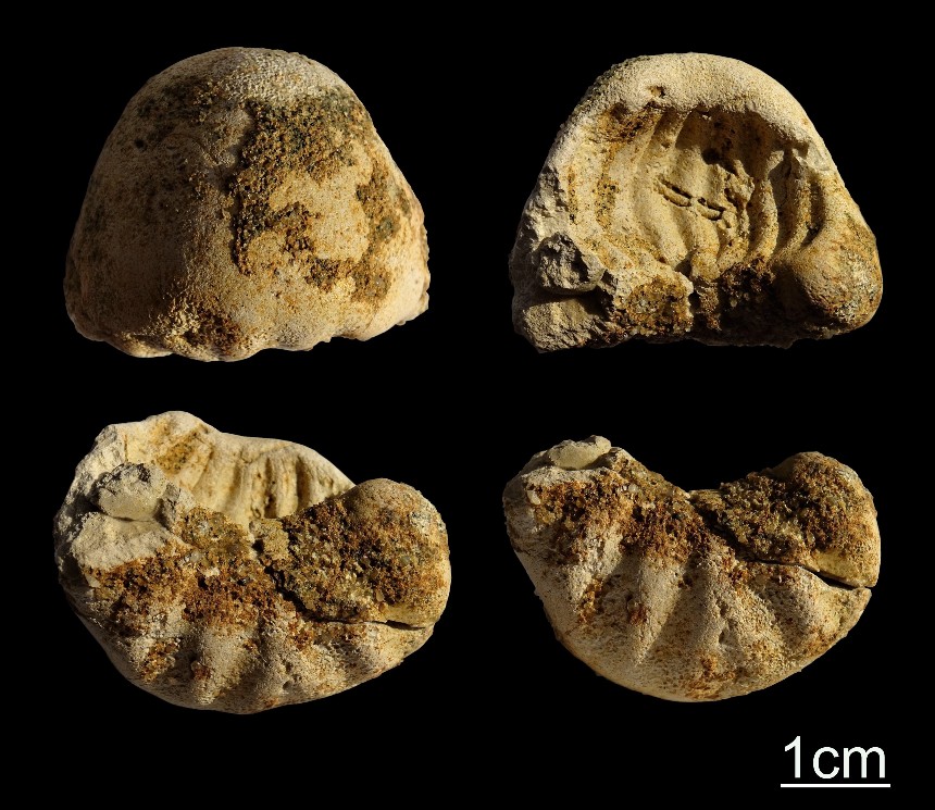 Phosphorit Ammonit