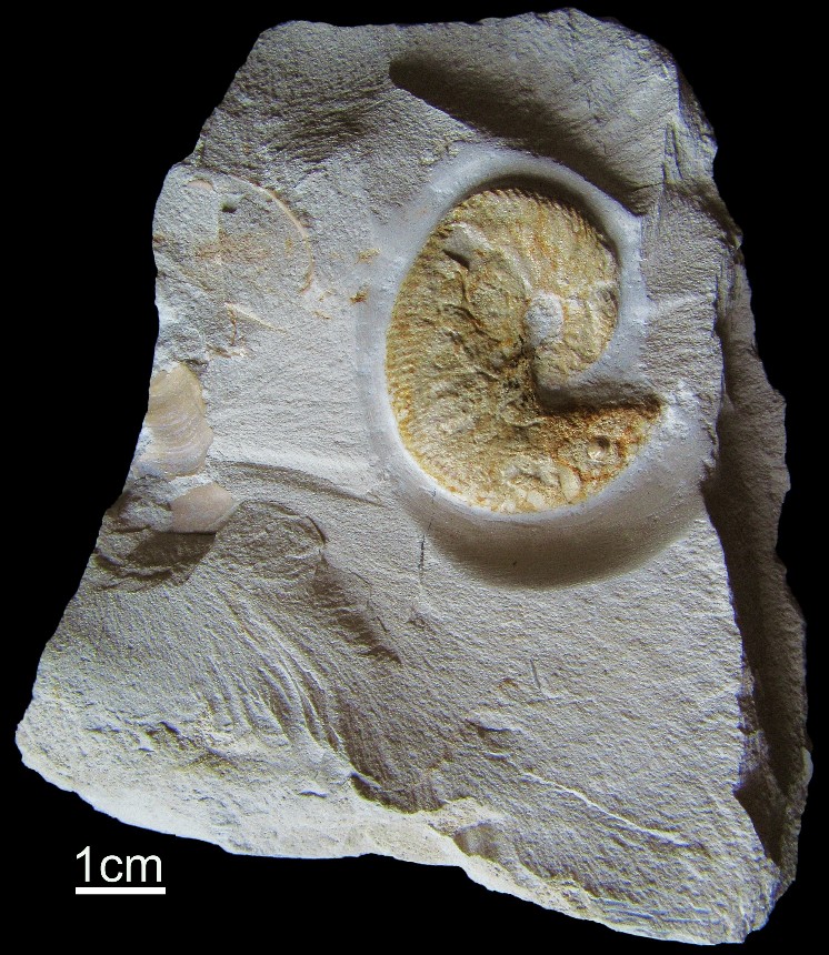 Scaphites geinitzi (D'Orbigny 1850)