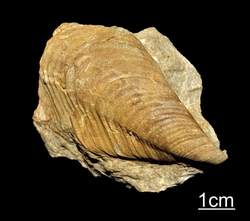 Sphenoceramus lingua (Goldfuss 1834)