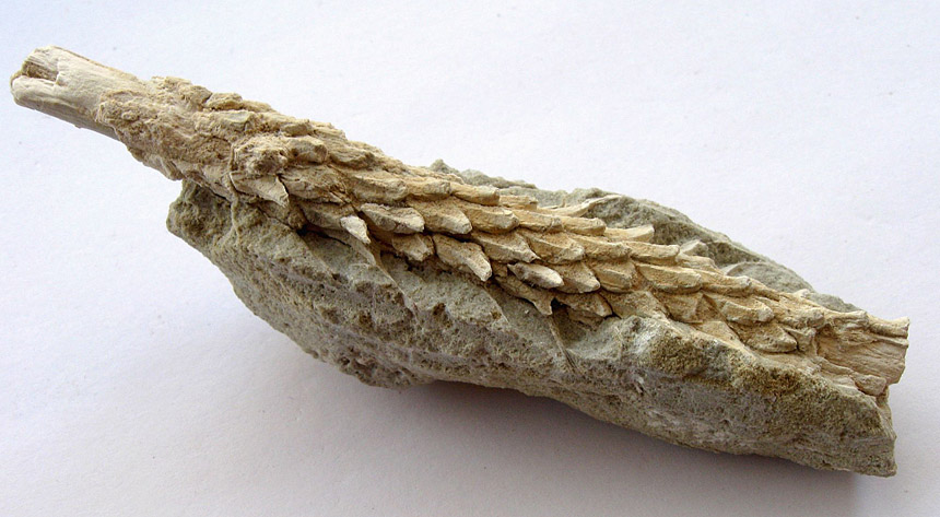 cf. Cunnighamites sp.