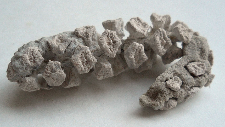 Geinitzia sp. (Zapfen)