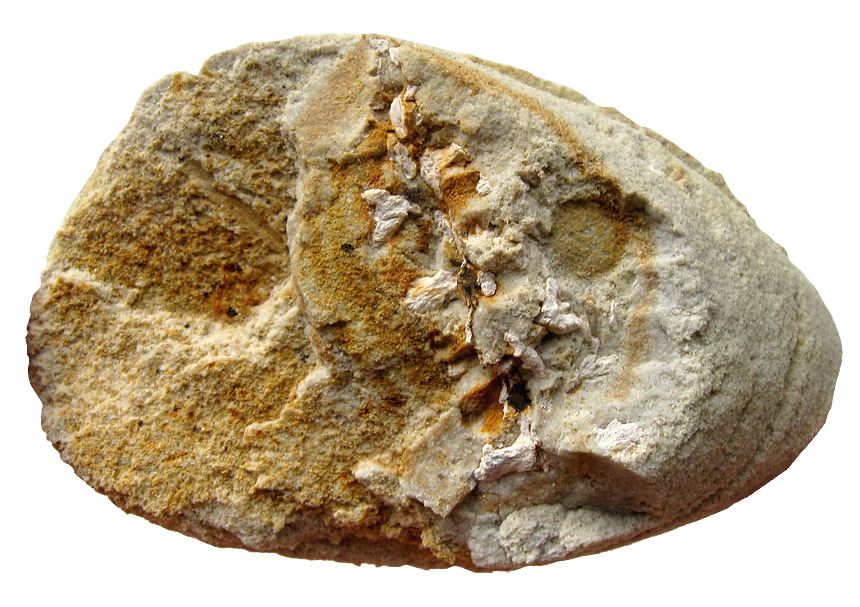 Geinitzia sp.