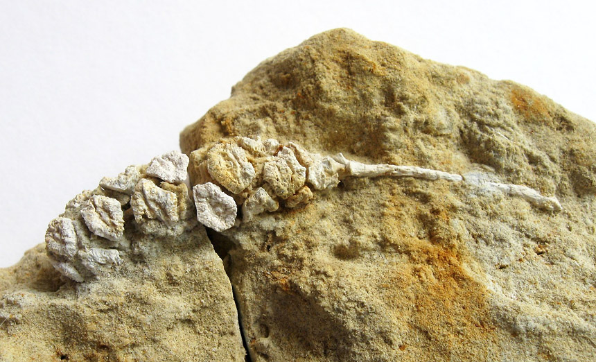 Geinitzia sp. (Zapfen)