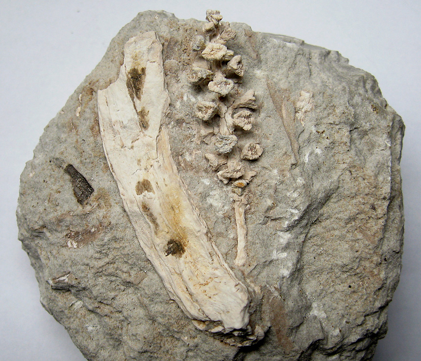 Geinitzia sp. (Zapfen)