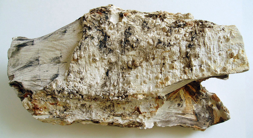 Holz