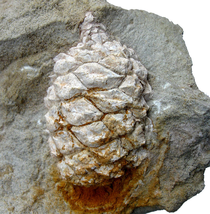 Sequoia sp.