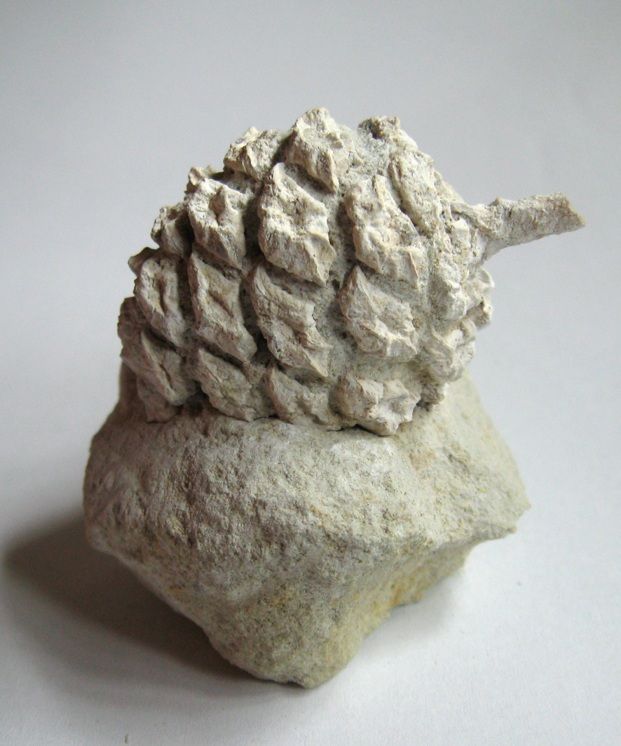 Sequoia sp