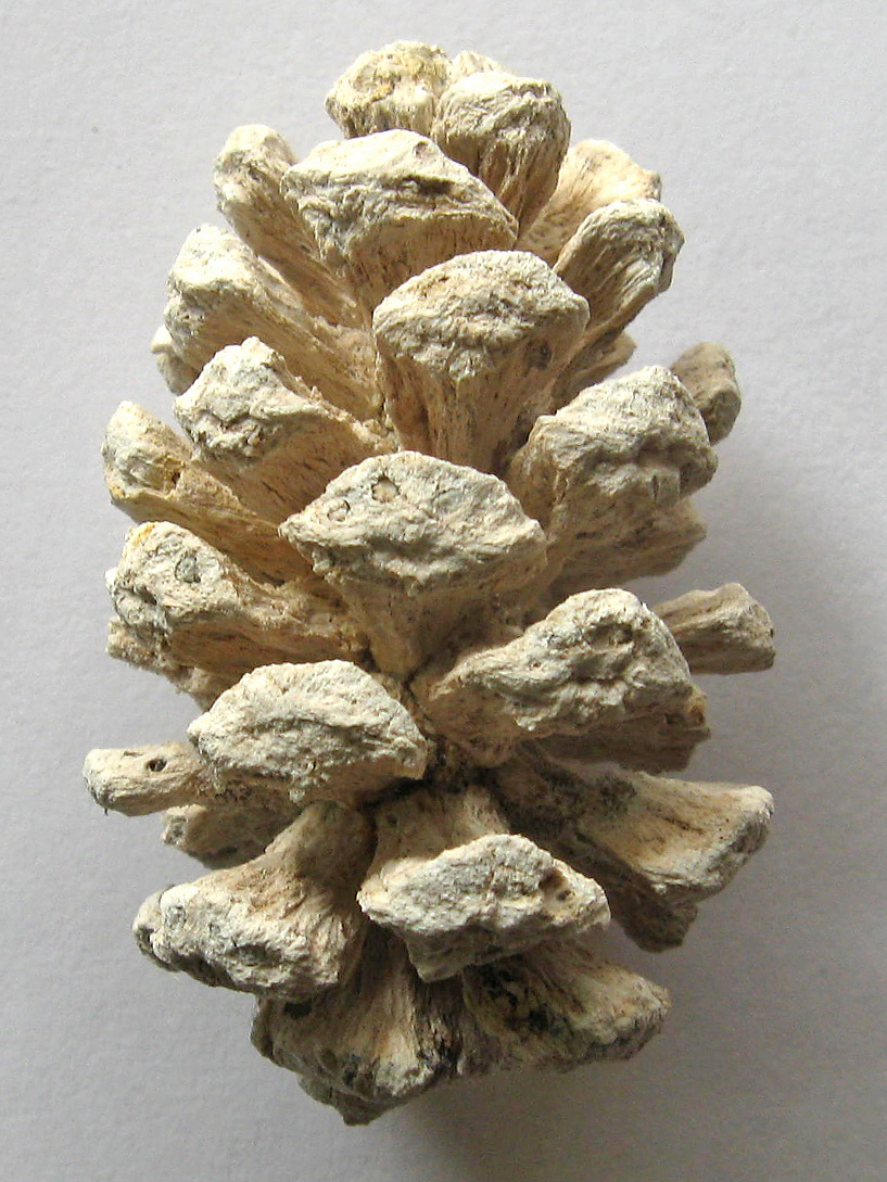 Sequoia sp.