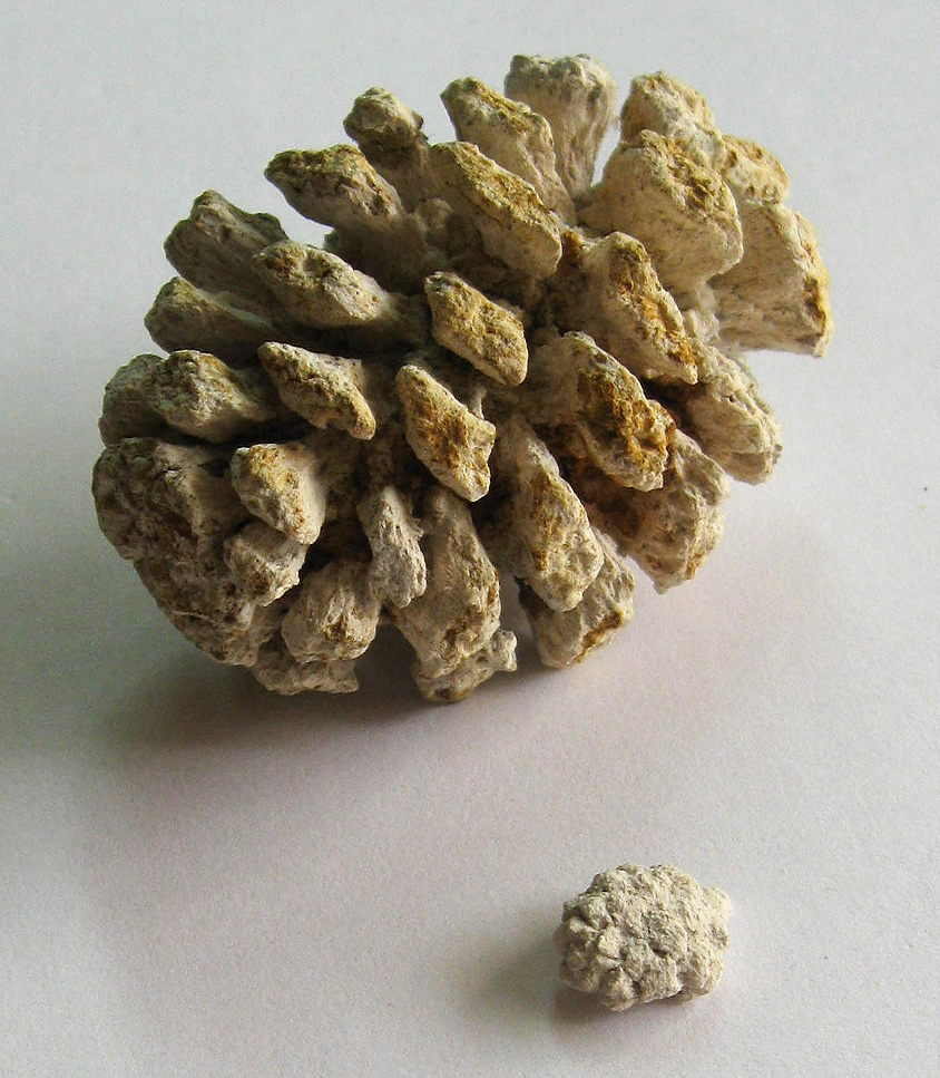 Sequoia sp.