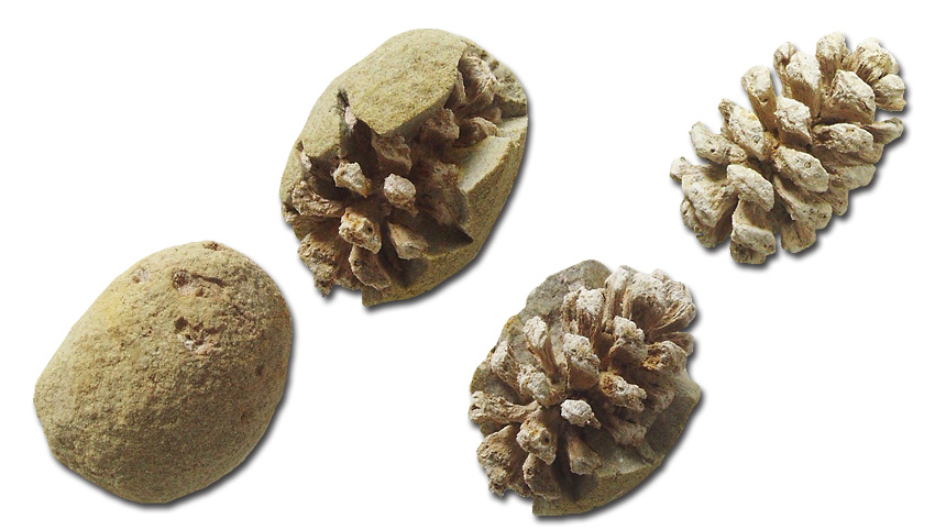 Sequoia sp. (Präparationsstudie)