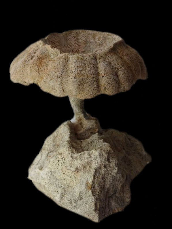 Coeloptychium sulciferum (ROEMER)