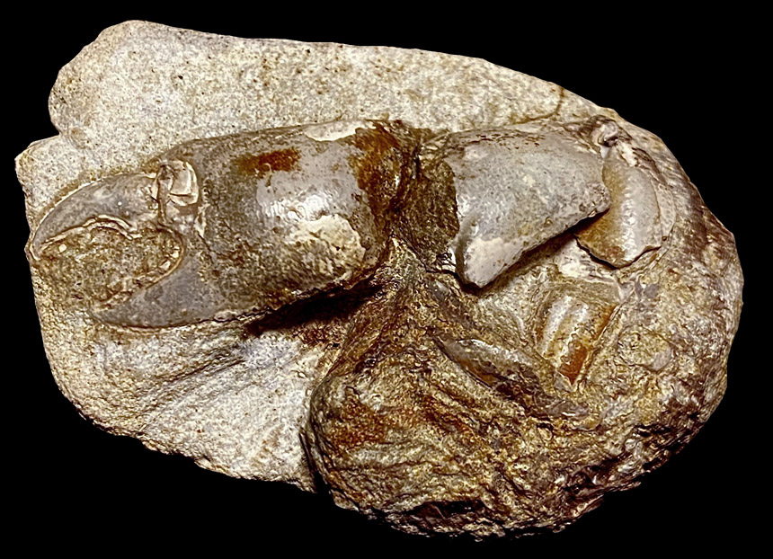 Protocallianassa faujasi
