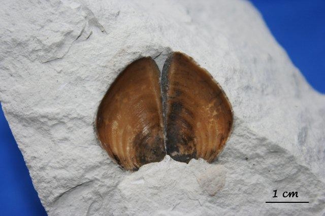 Steinkern.de Die Galerie Kategorie Ammoniten