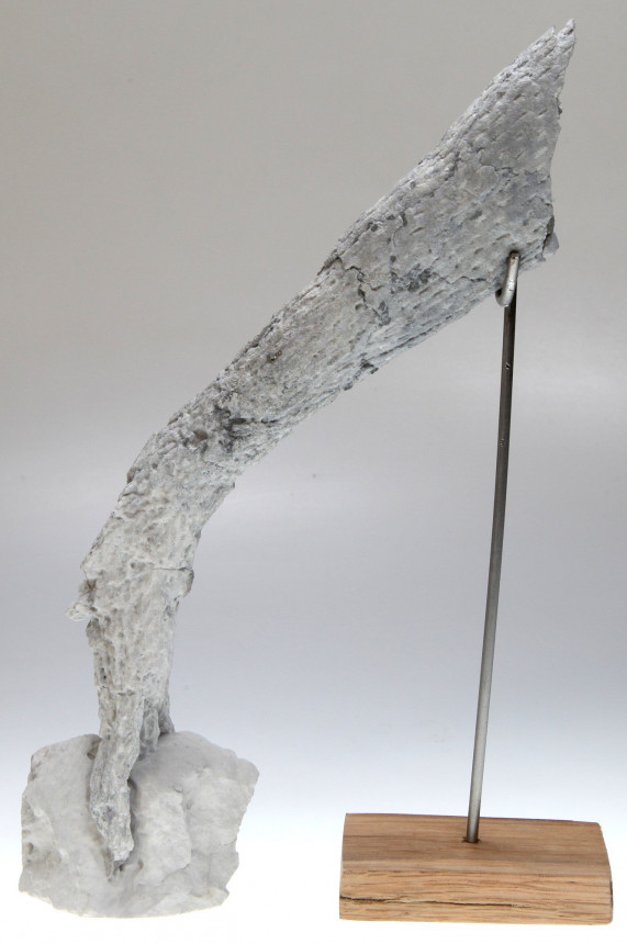 Ventriculites radiatus