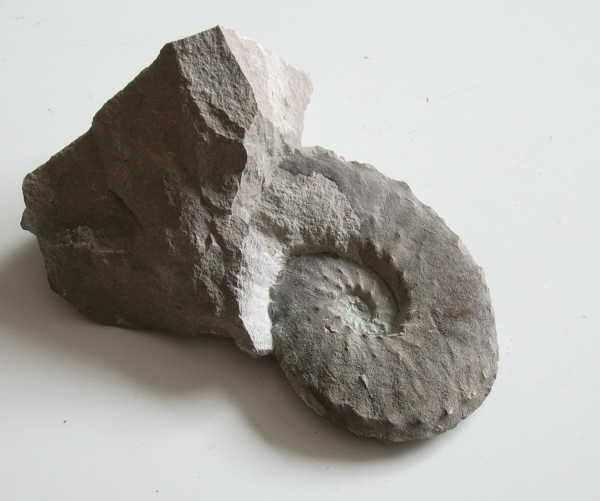 Schloenbachia coupei