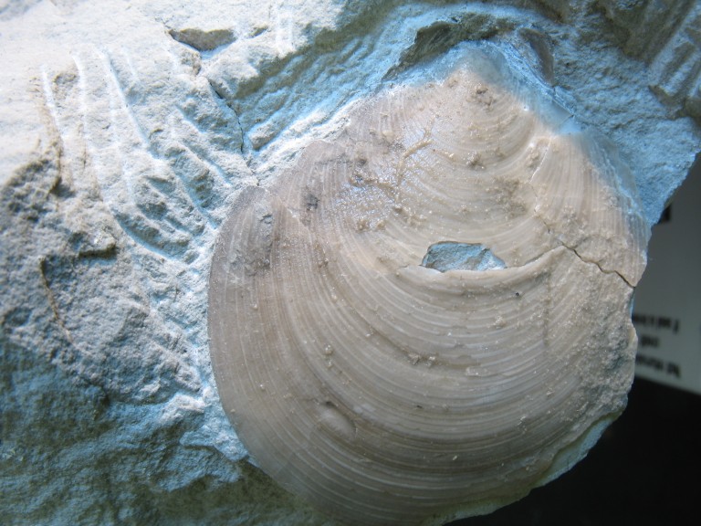 Entolium orbiculare (J. SOWERBY 1817)