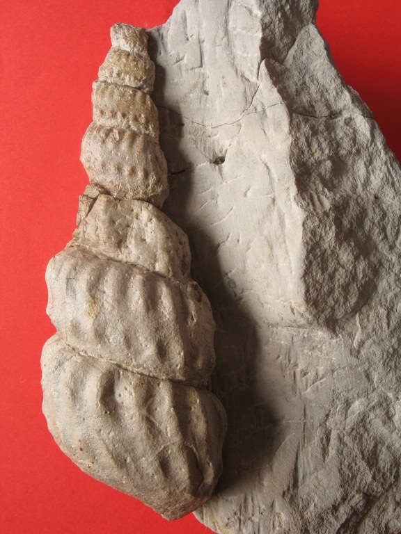 Turrilites (Turrilites) costatus LAMARCK 1801
