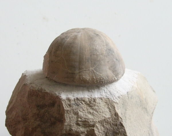 Camerogaleus cylindrica