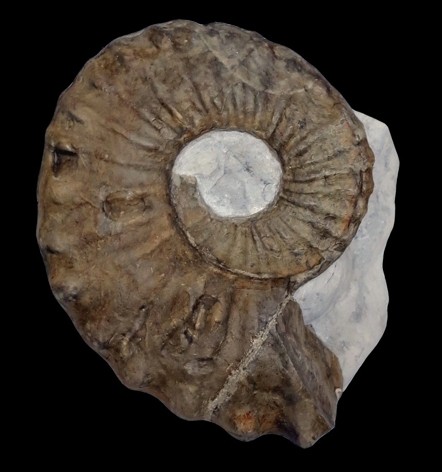 Acanthoceras rhotomagense