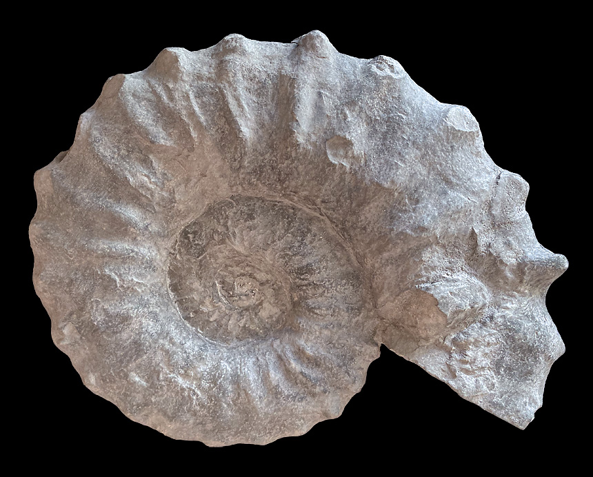 Acanthoceras rothomagense