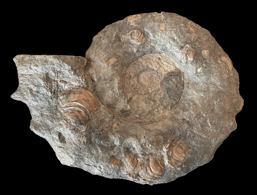 Acanthoceras rothomagense