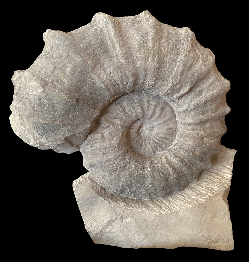 Acanthoceras rothomagense