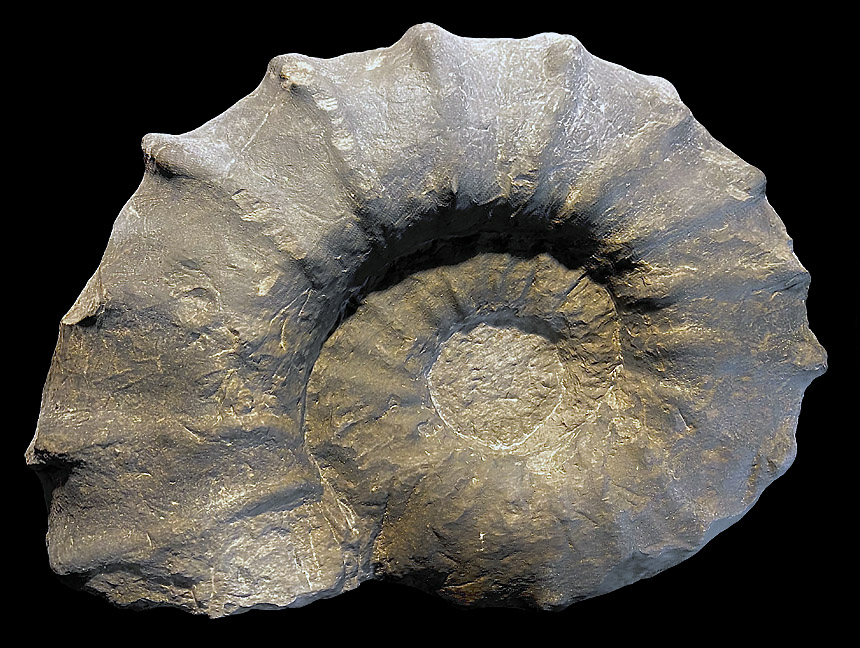 Acanthoceras sp.