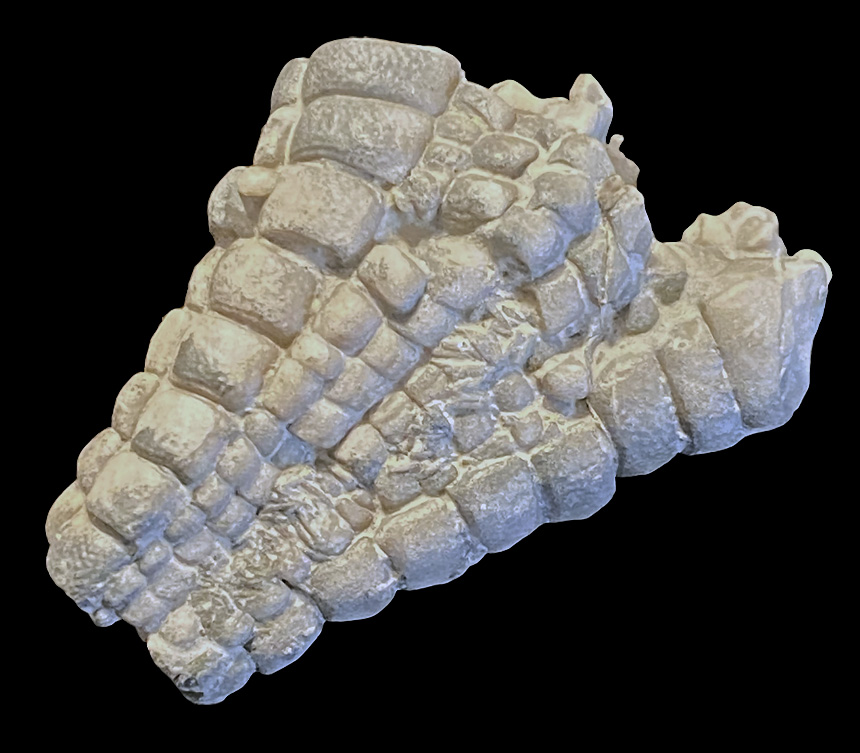 Calliderma sp.