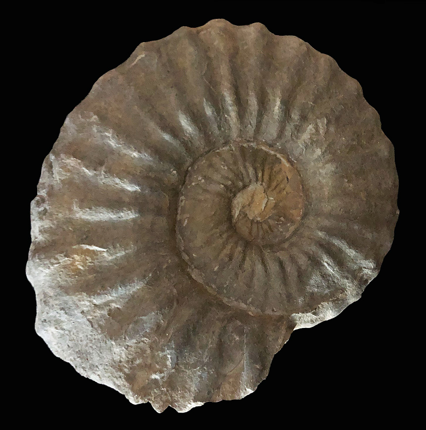 Calycoceras vergonsense