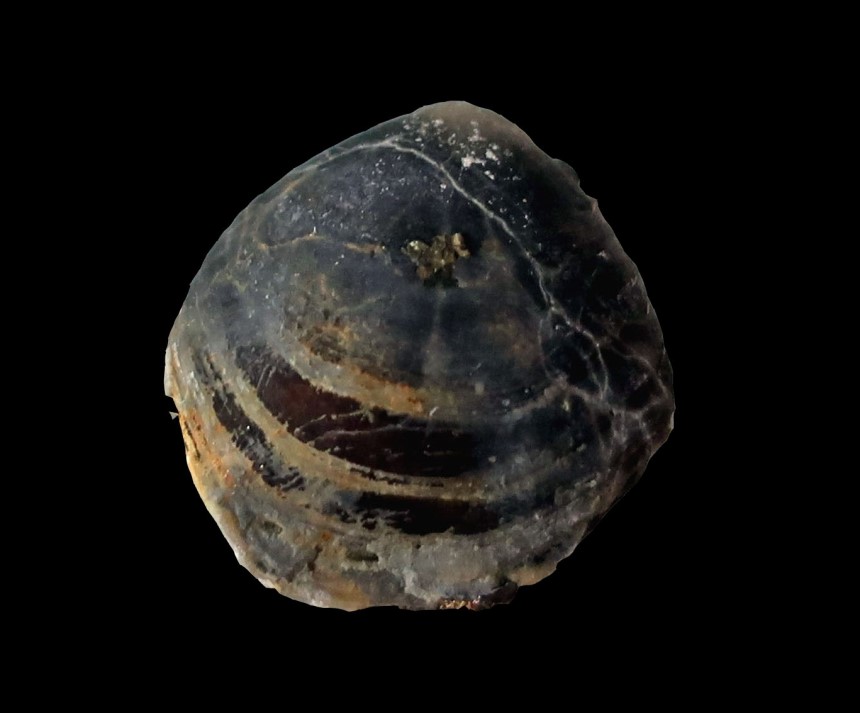 Concinnithyris subrotunda