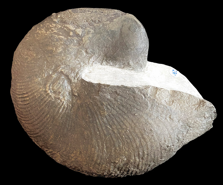 Cymatoceras cf. sharpei