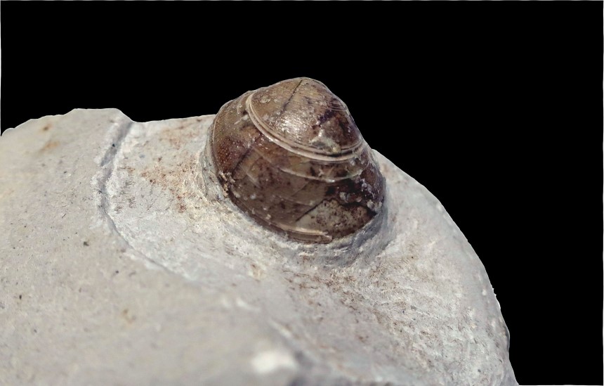 Steinkern.de Die Galerie Kategorie Rheine