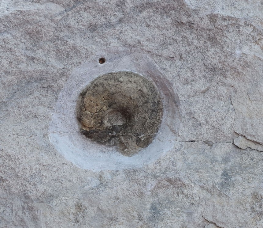 Desmoceras sp.